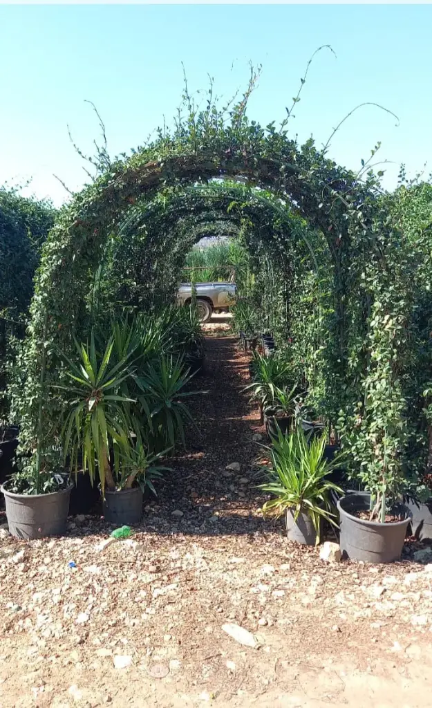 قنطرة ياسمين ايطالي