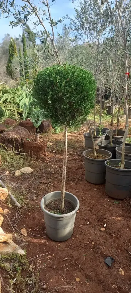 ليلندي تاج