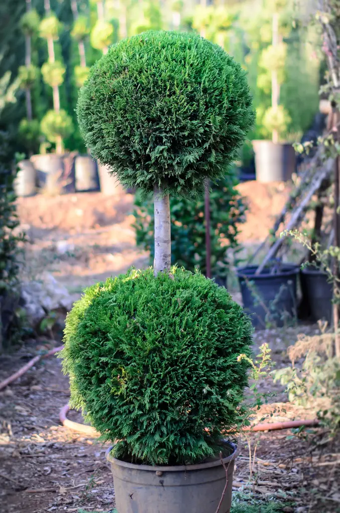 ليلندي طابتان