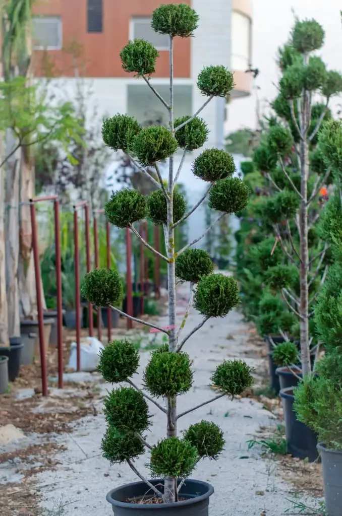 متعدد طابات ليلندي