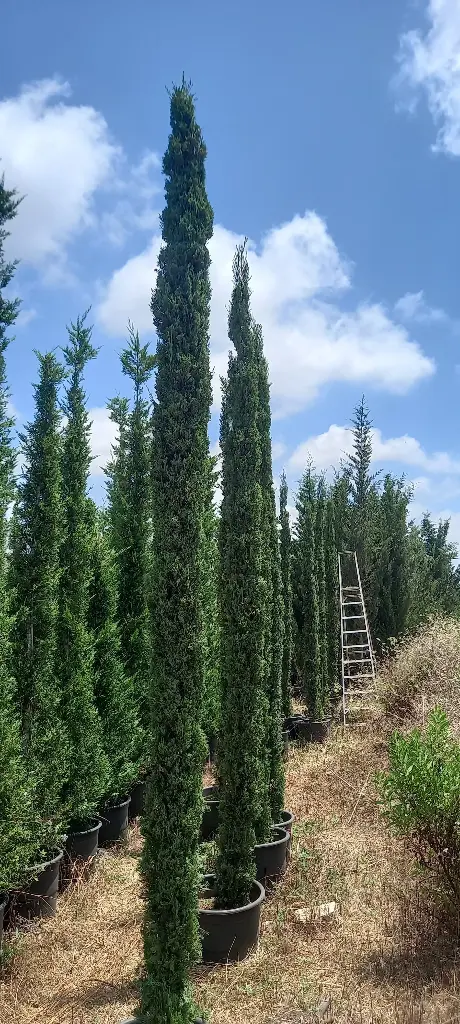 ثرو عامودي سنترفيرا