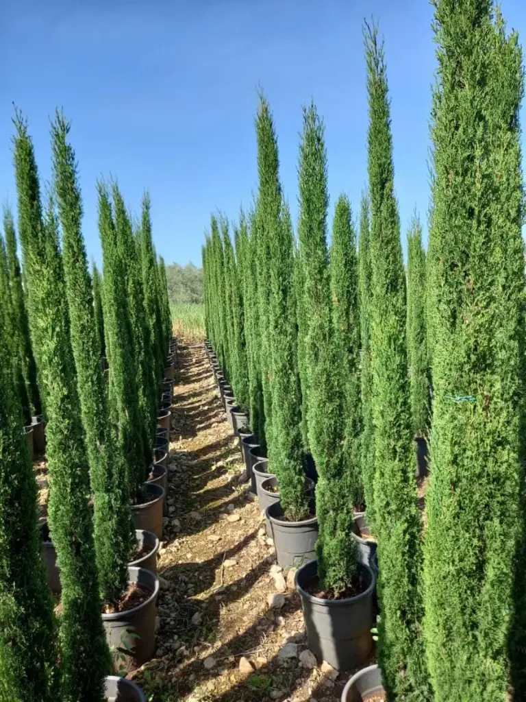 ثرو عامودي توتام