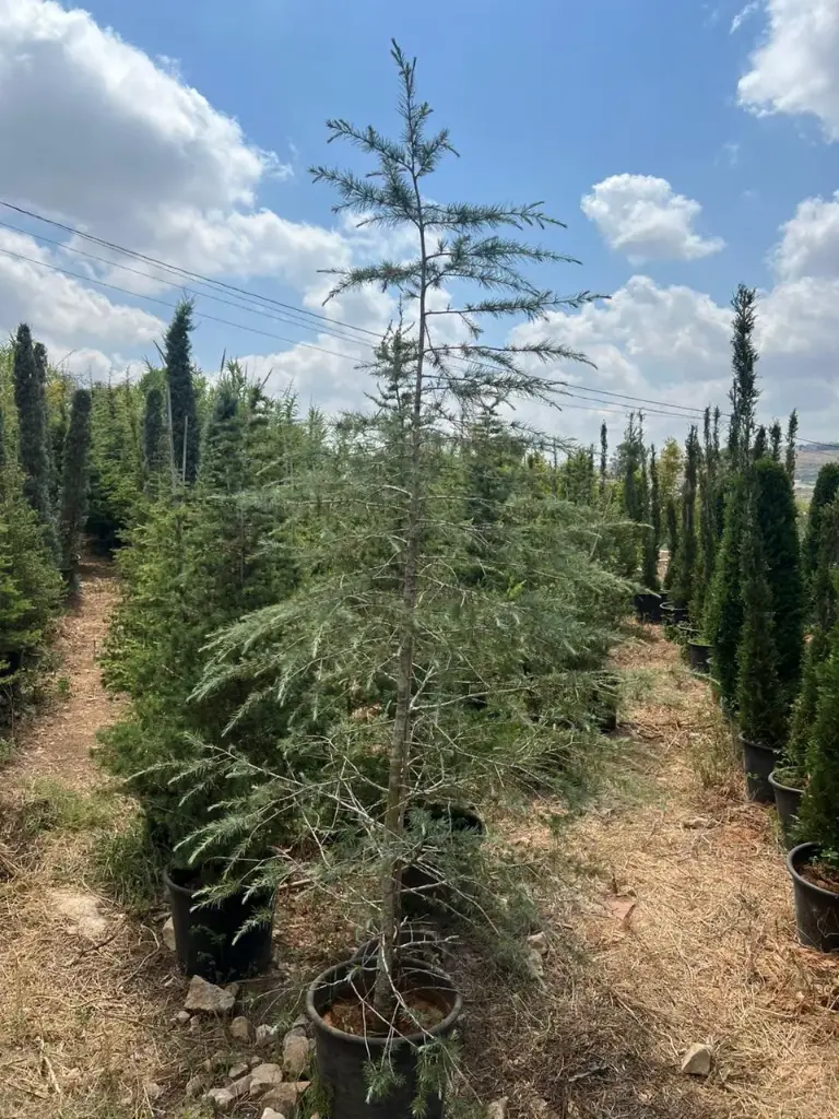 أرز ديودورا