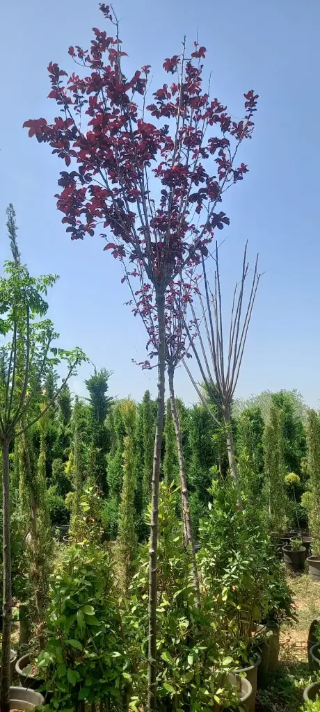 برونوس ايطالي