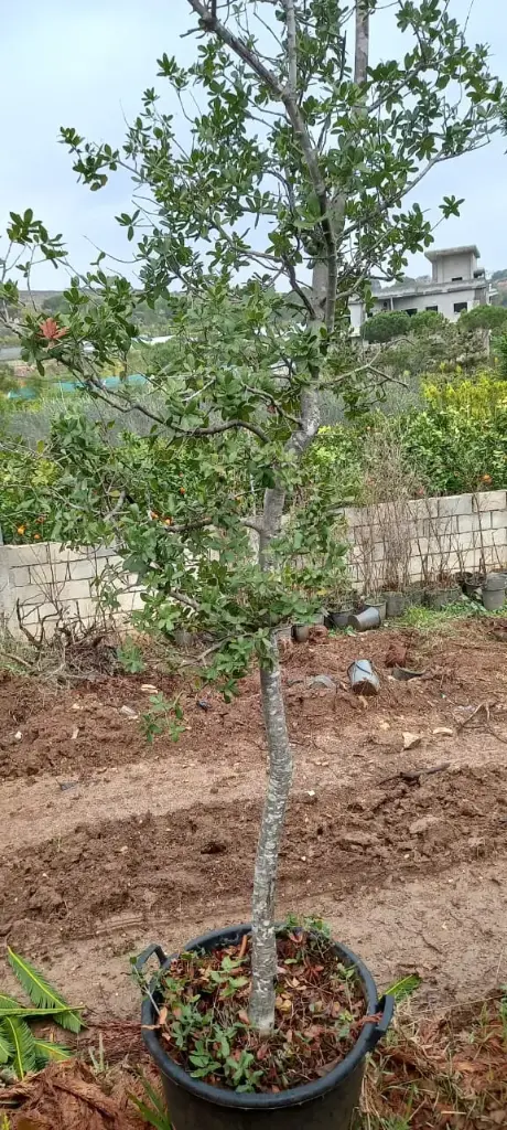 سنديان