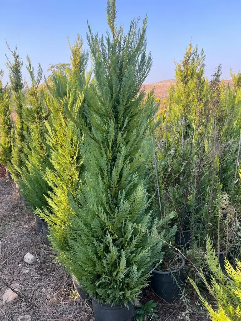 ليلندي كثيف