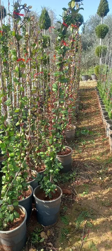 ياسمين إيطالي