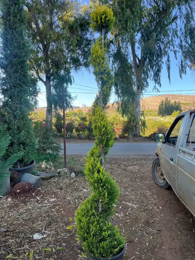 حلزوني جولد كريست