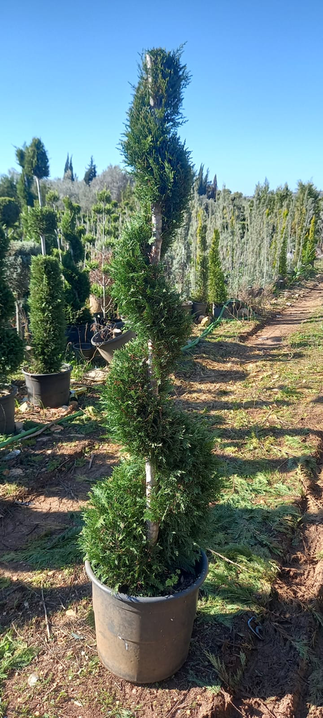 حلزوني ليلندي