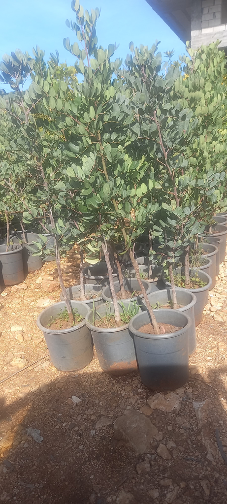خروب بلدي