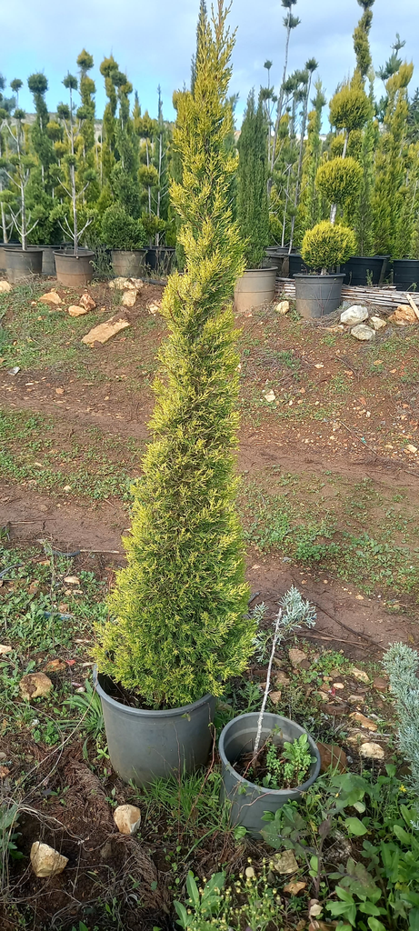 جولد كريست هرم