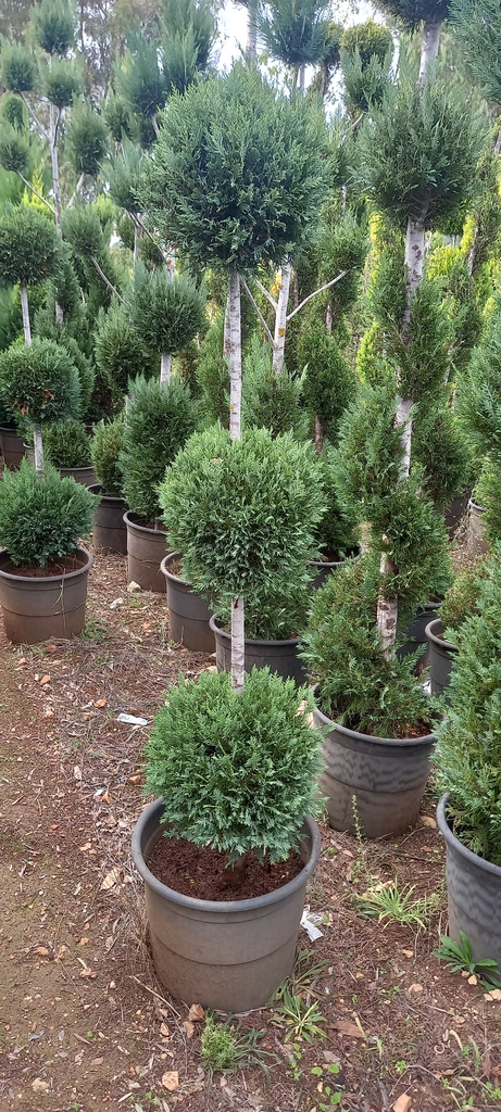 ليلندي ثلاث طابات