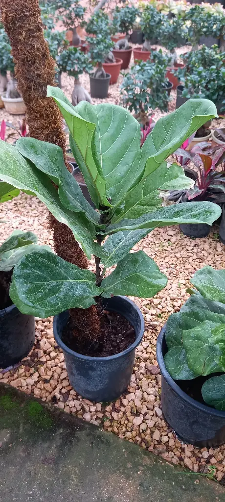 فيكوس ليراتا