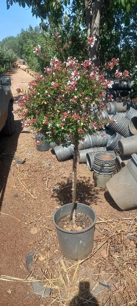 أبيليا تاج