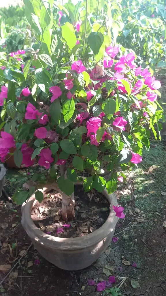 بوغانفيليا