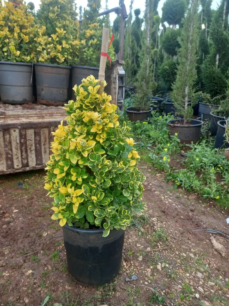مرجان هرم