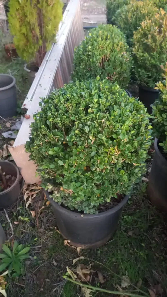 بوكسوس طابة