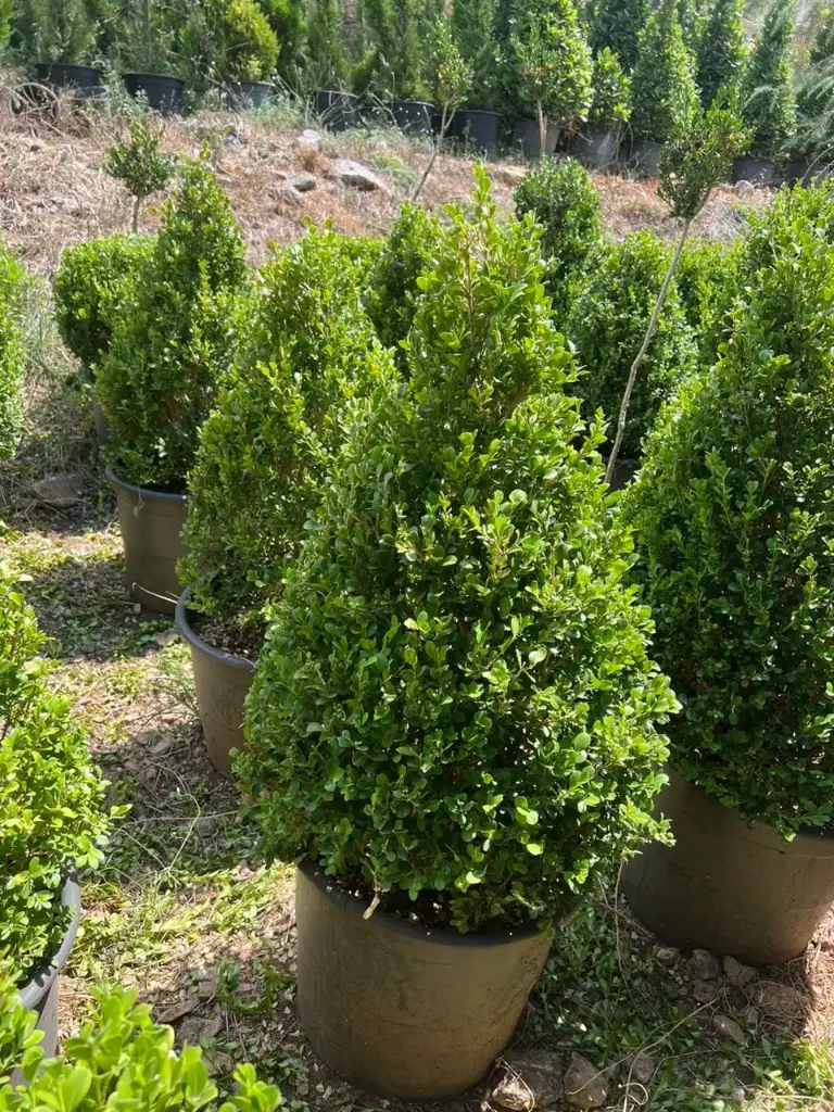 بوكسوس هرمي