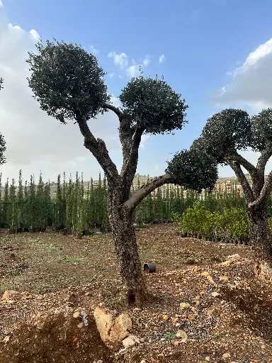 زيتون زينة