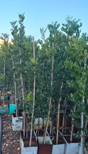 خروب بلدي