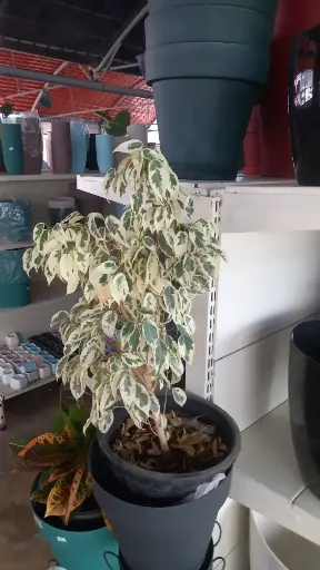 فيكوس هاواي