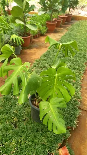 مونستيرا