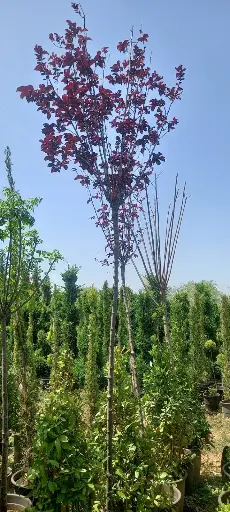 برونوس ايطالي