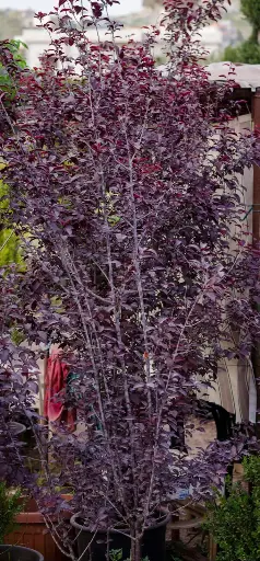 برونوس توف