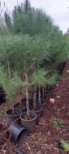 صنوبر بلدي