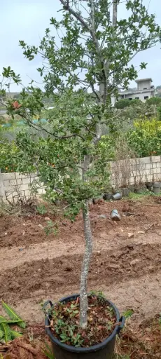 سنديان