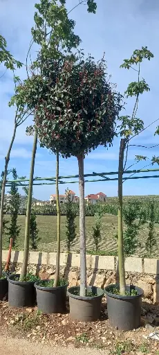 فوتينيا كبير