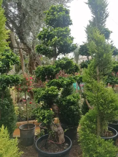 فيكوس بونزاي