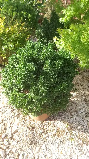مرجان بول أخضر