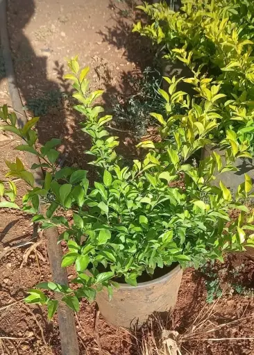 درنتا