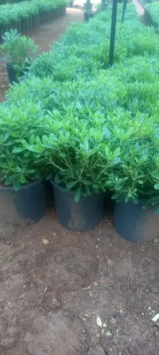 بوتسبريوم