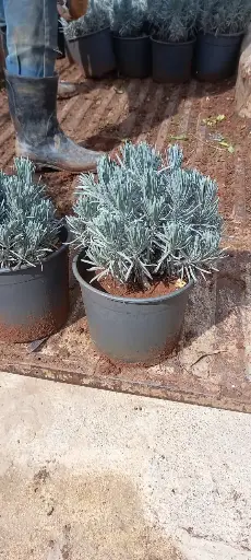لافندر