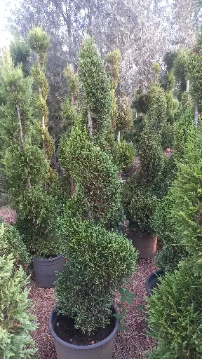 حلزوني ليلندي